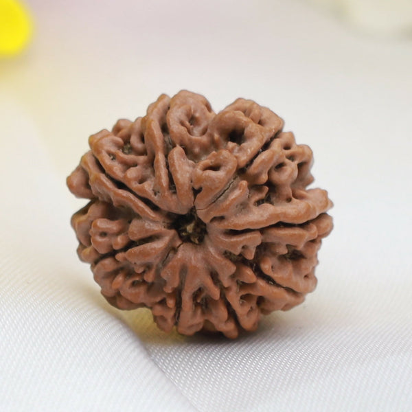 8 Mukhi Rudraksha Bead – Natural Eight-Faced Sacred Rudraksha for Success & Obstacle Removal Eka Rudraksha
