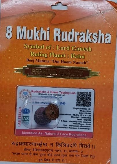 8 Mukhi Rudraksha Bead – Ganesha Blessing Sacred Natural Rudraksha