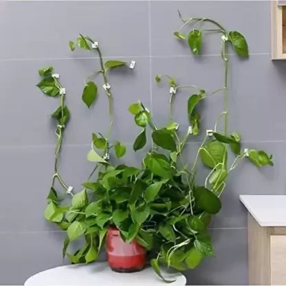 30-plant-climbing-wall-mount-indoor-cable-clip-vine-self-original-imagcnubpbhgzcef