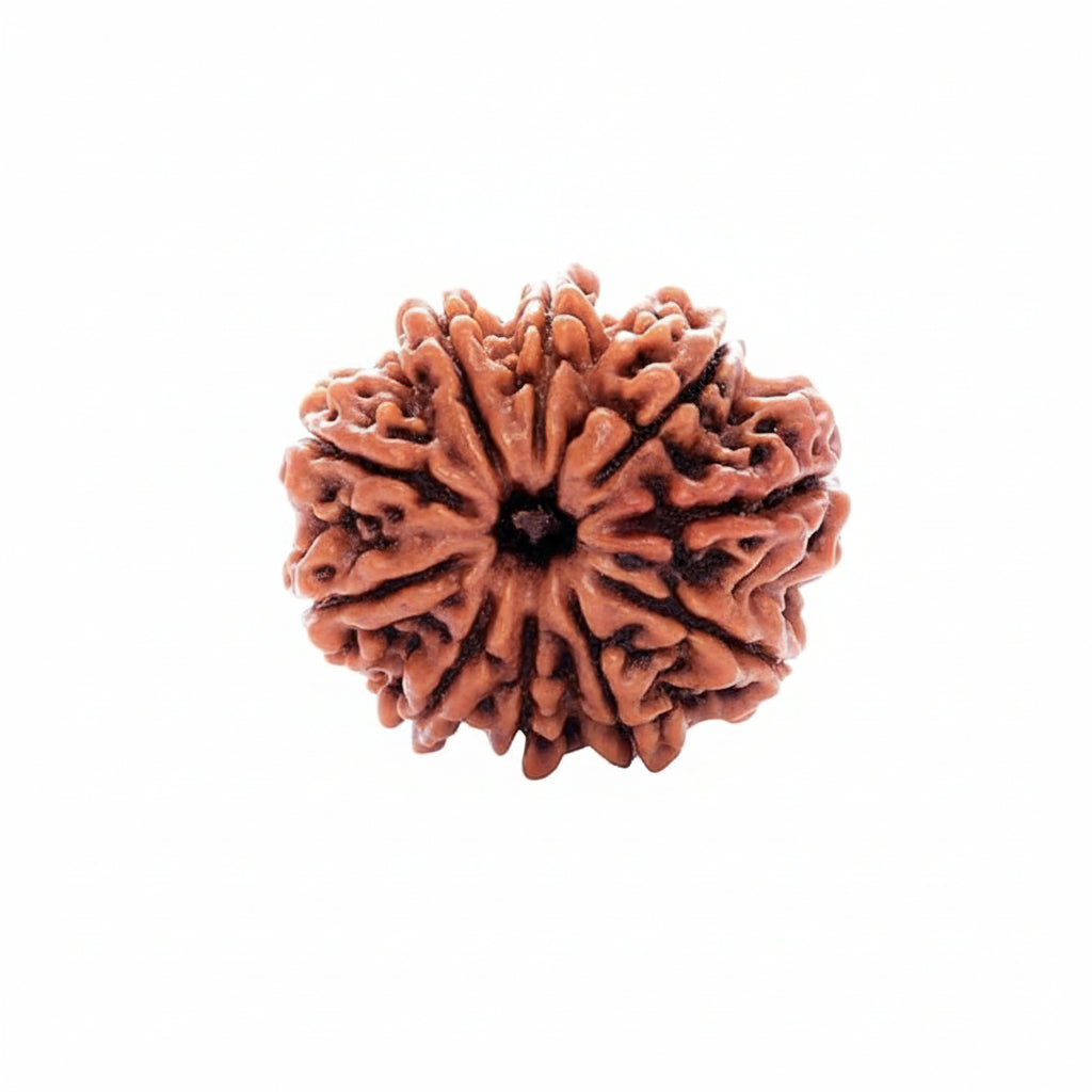 10 Mukhi Rudraksha Bead – Vishnu Blessing Sacred Natural Rudraksha