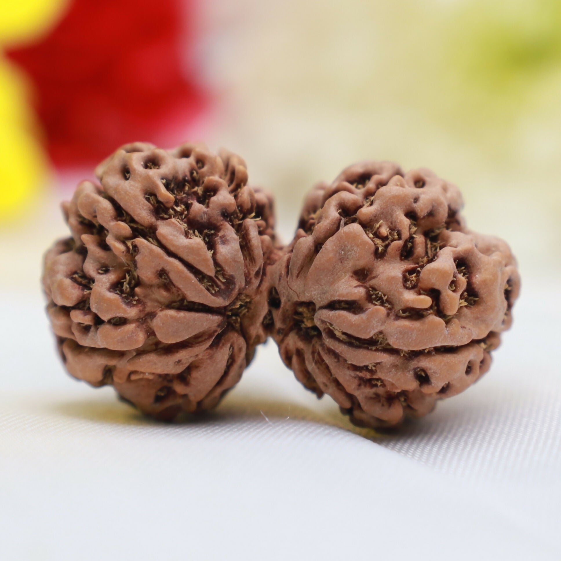 Gaurishankar Rudraksha (Rare Naturally United Sacred Rudraksha Bead Symbolizing the Divine Union of Lord Shiva and Goddess Parvati for Harmony, Marital Bliss, Emotional Balance, Spiritual Growth and Meditation Use) Eka Rudraksha