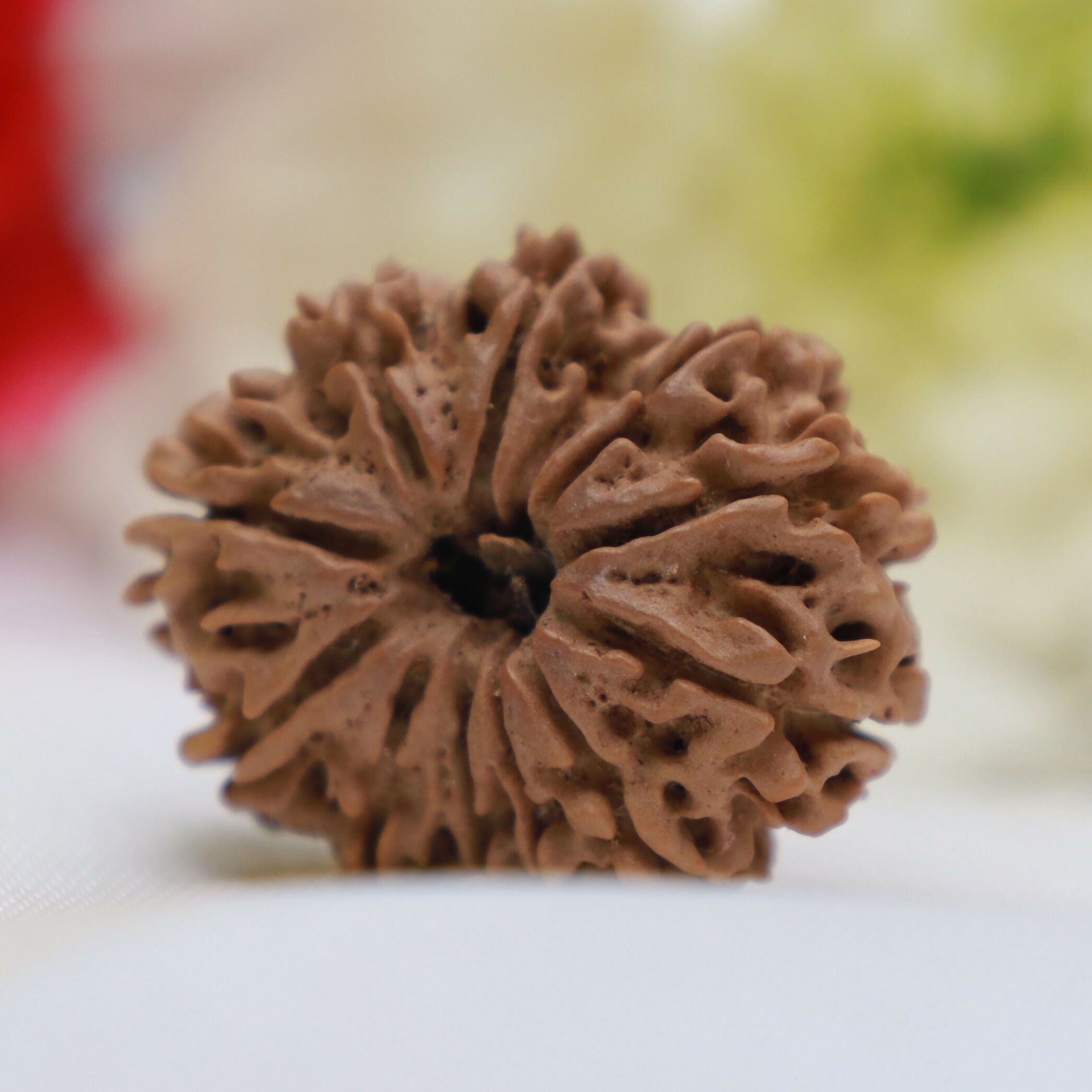 12 Mukhi Rudraksha (Twelve-Faced Sacred Rudraksha Bead) Eka Rudraksha