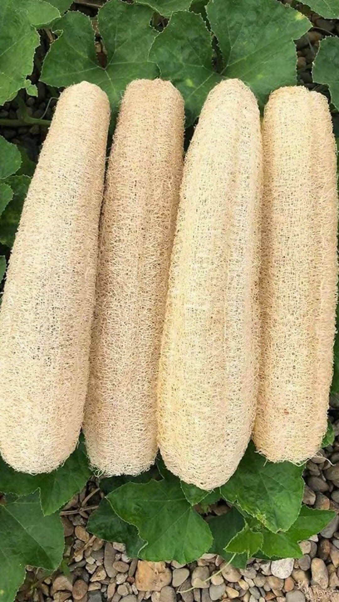 Oofah Sponge Scrubber Natural Organic body sponge loofah facial peel pades for Bath (pack 5) collectivezone