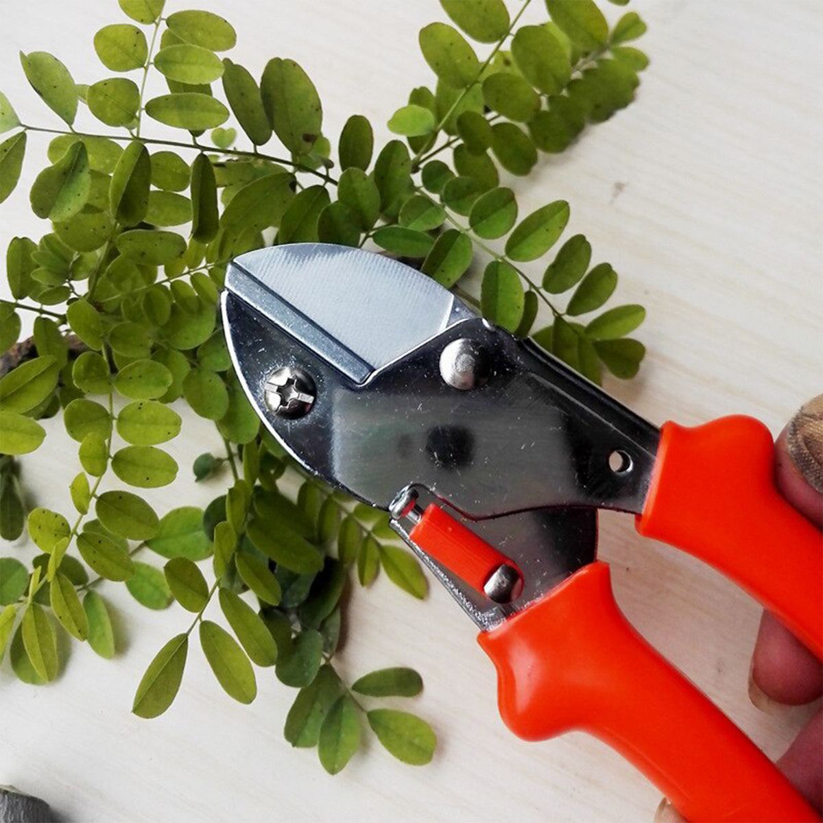 Professional Garden Scissor With Sharp Blade Comfortable Handle (18cm)