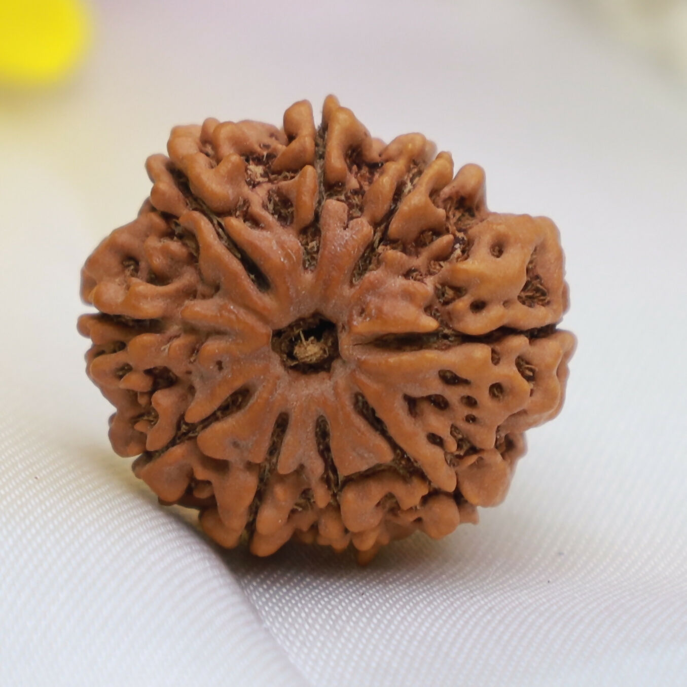 Natural 9 Mukhi Rudraksha Bead – Energized Nine Faced Sacred Pendant for Strength & Protection Eka Rudraksha