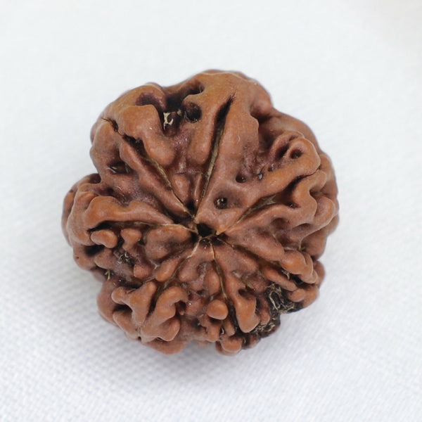 7 Mukhi Rudraksha Bead – Natural Seven-Faced Sacred Rudraksha for Prosperity & Protection Eka Rudraksha