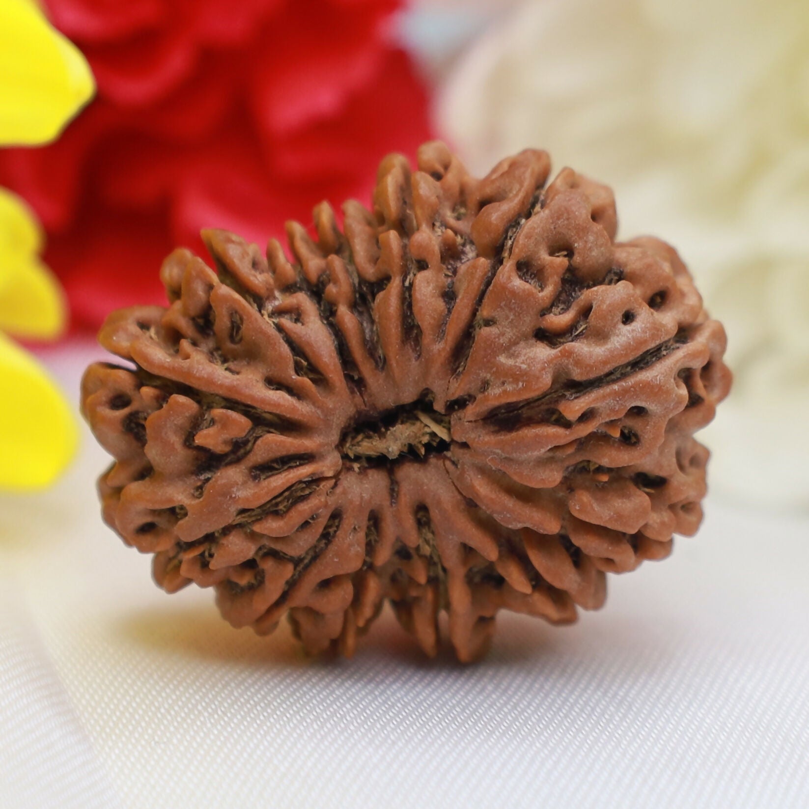13 Mukhi Rudraksha (Thirteen-Faced Original Sacred Rudraksha Bead for Wealth Attraction, Charm, Confidence, Spiritual Growth and Meditation Use) Eka Rudraksha