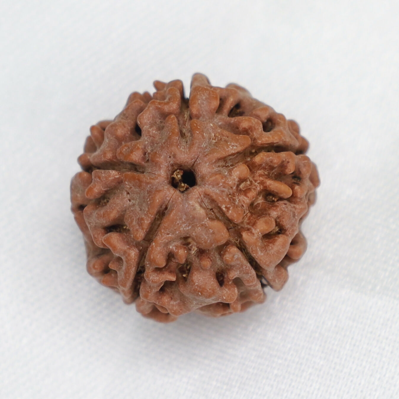 5 Mukhi Rudraksha Bead – Natural Five-Faced Sacred Rudraksha for Spiritual Wear Eka Rudraksha