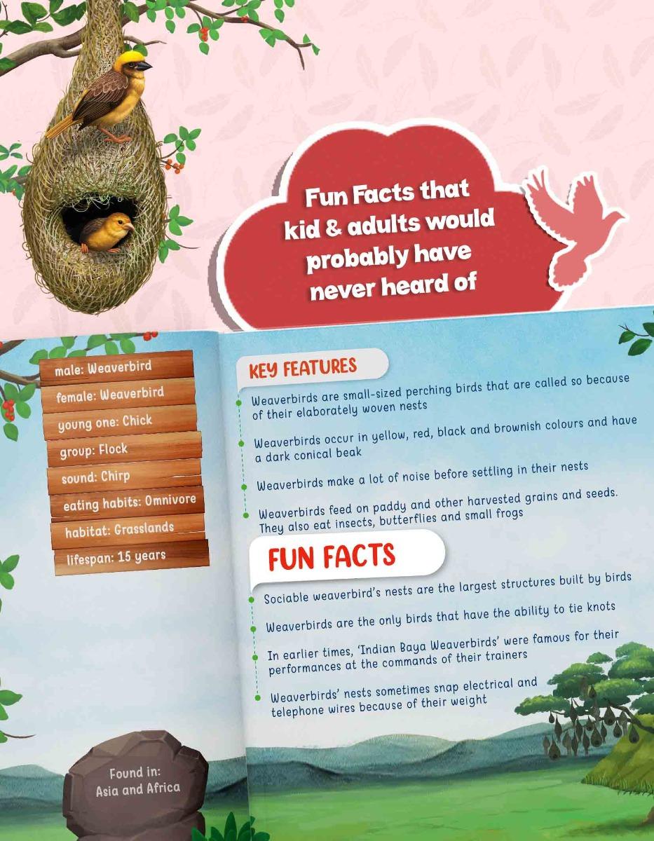Birds Information Book for Kids | Early Learning Activity Book - Image 5