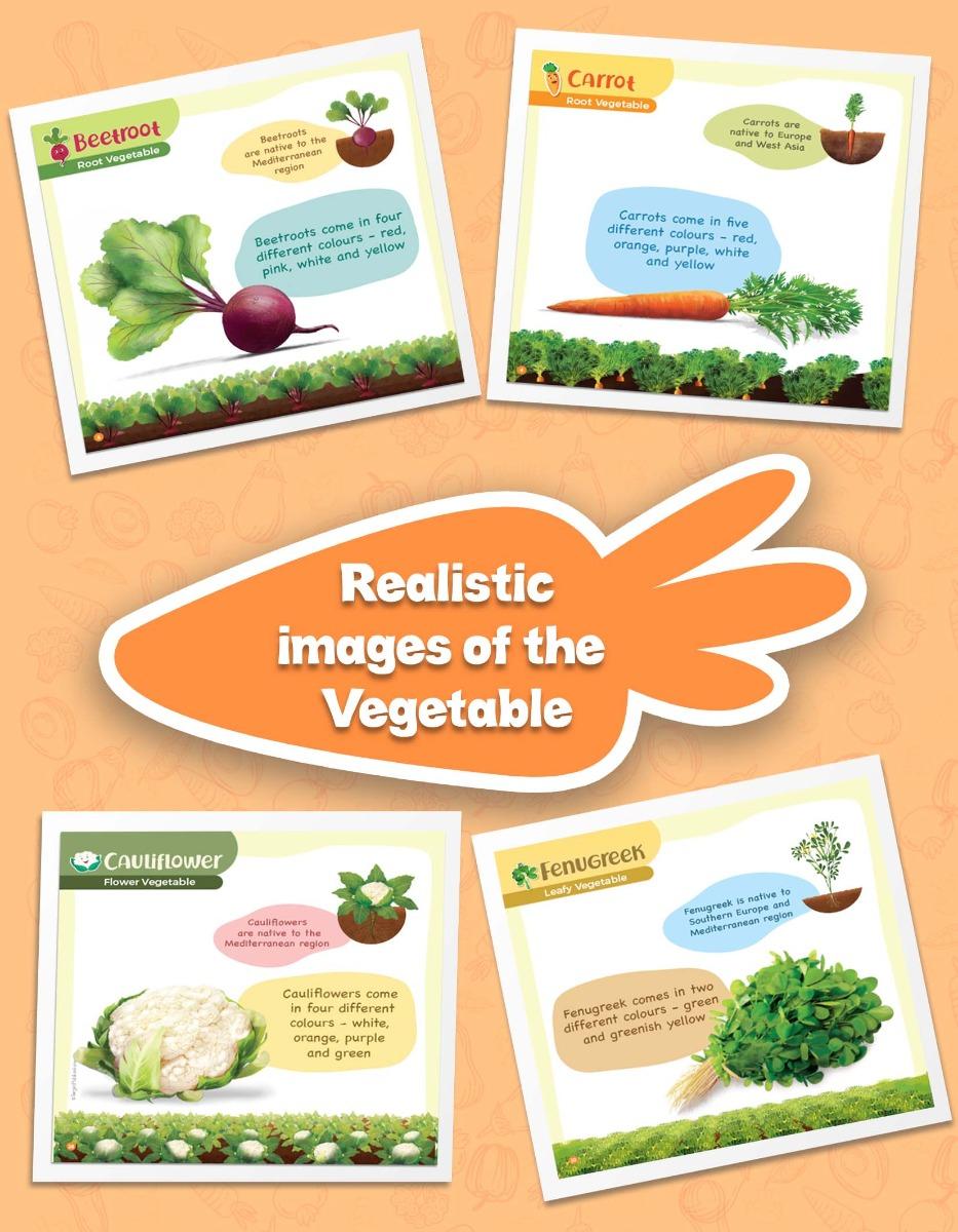 Vegetables Information Book for Kids | Early Learning Activity Book - Image 7