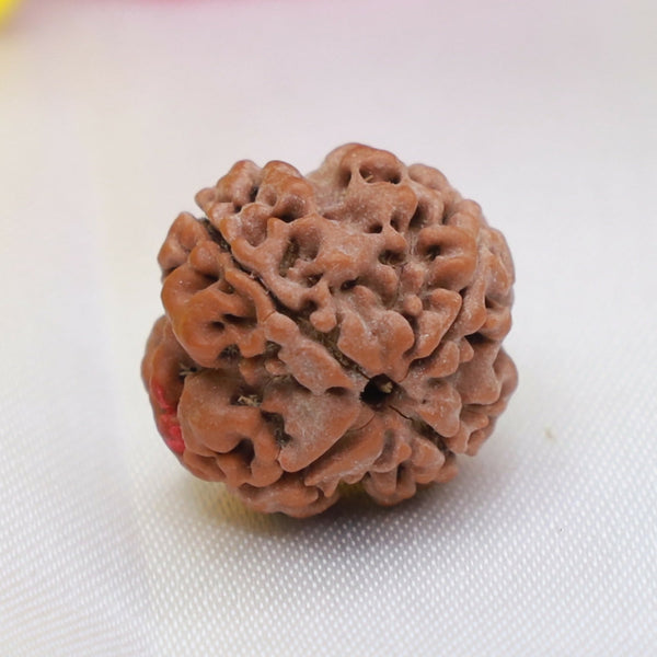 4 Mukhi Rudraksha – Sacred Bead for Wisdom & Knowledge Eka Rudraksha