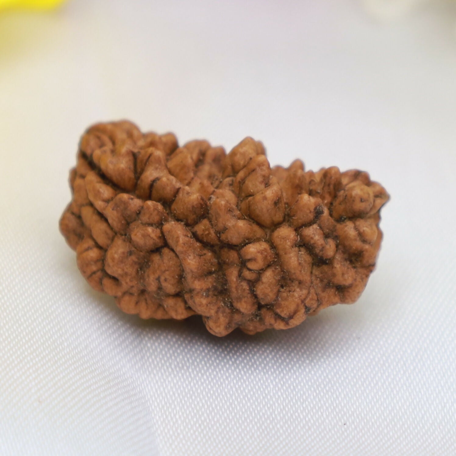 1 Mukhi Rudraksha – Rare Sacred Bead for Spiritual Growth Eka Rudraksha