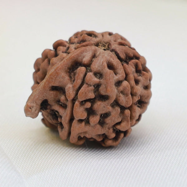 Ganesha Mukhi Rudraksha (Rare Sacred Rudraksha Bead with Natural Ganesha Formation Symbolizing Wisdom, Obstacle Removal, Success, Prosperity, Spiritual Growth and Meditation Use) Eka Rudraksha