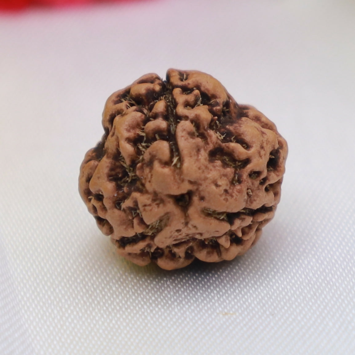 3 Mukhi Rudraksha – Sacred Bead for Confidence & Positive Energy Eka Rudraksha