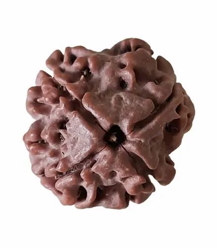 4 Mukhi Rudraksha Bead – Brahma Blessing Sacred Natural Rudraksha