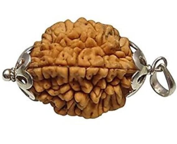 2 Mukhi Rudraksha Bead – Ardhanarishvara Blessing Sacred Natural Rudraksha