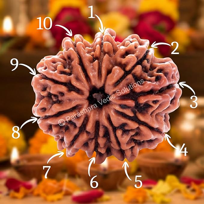 10 Mukhi Rudraksha Bead – Vishnu Blessing Sacred Natural Rudraksha