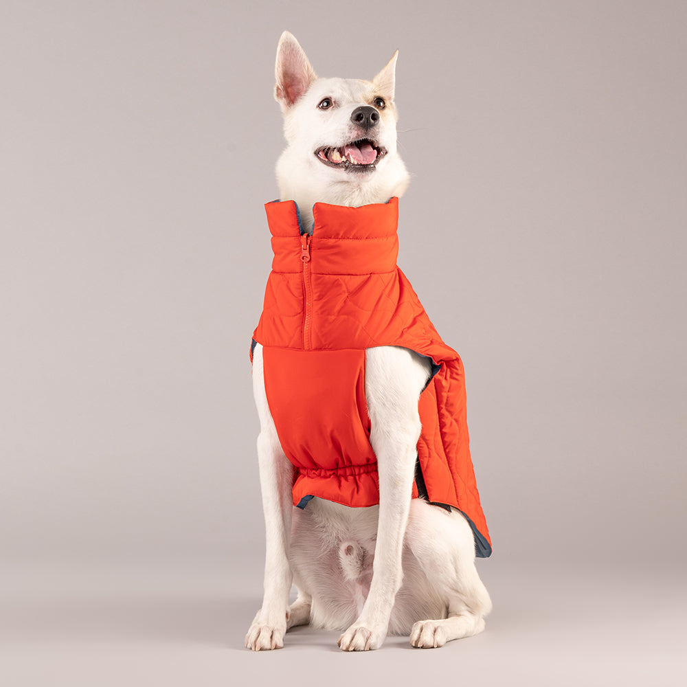 HUFT Cosy Pupper Reversible Dog Jacket- Spicy Orange - Heads Up For Tails