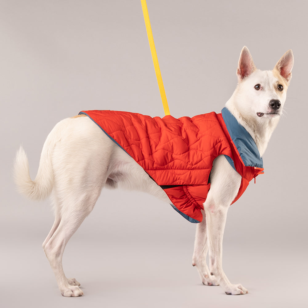 HUFT Cosy Pupper Reversible Dog Jacket- Spicy Orange - Heads Up For Tails