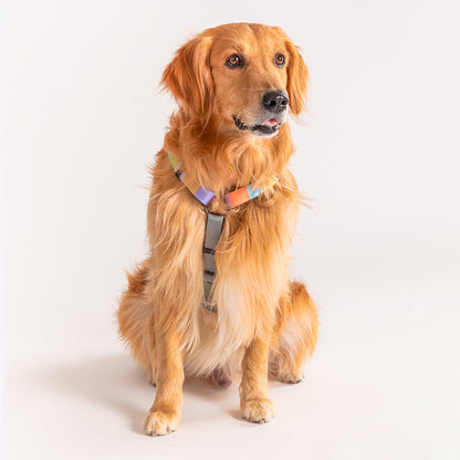 HUFT Nylon Chase the Rainbow Dog H Harness - Heads Up For Tails