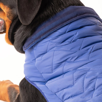 HUFT Wintersong Corduroy Dog Jacket - Blue - Heads Up For Tails