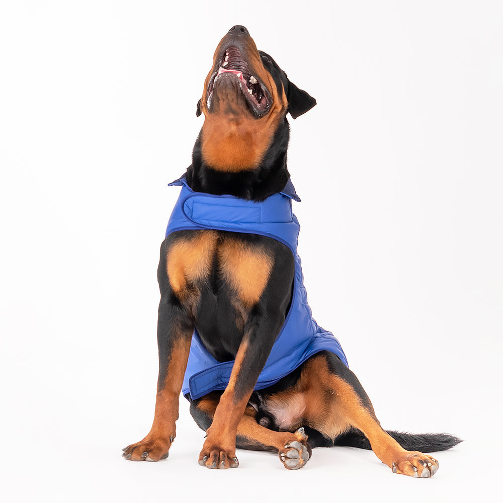 HUFT Wintersong Corduroy Dog Jacket - Blue - Heads Up For Tails