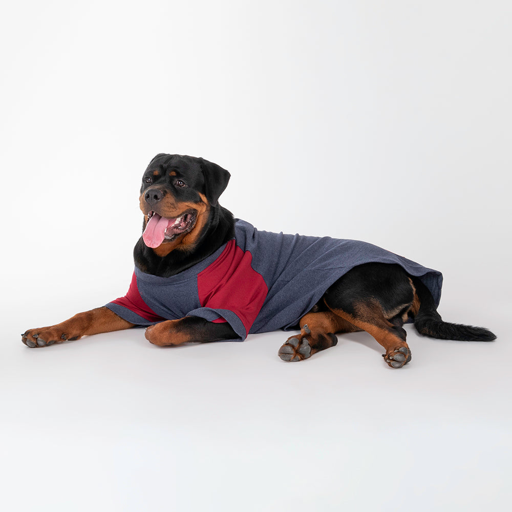 HUFT Colour Block Pocket Pet Sweatshirt - Blue Melange and Red - Heads Up For Tails