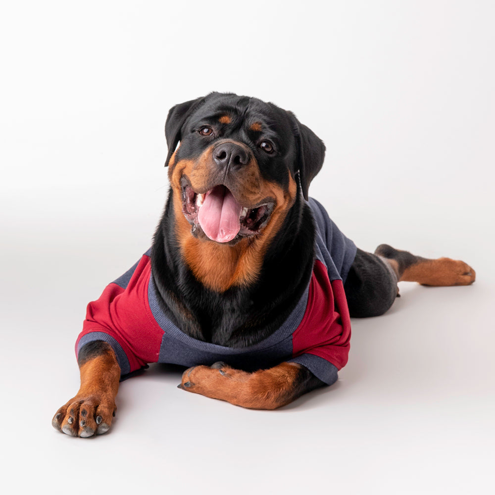 HUFT Colour Block Pocket Pet Sweatshirt - Blue Melange and Red - Heads Up For Tails