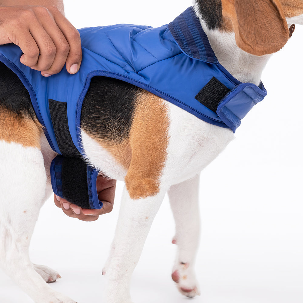 HUFT Wintersong Corduroy Dog Jacket - Blue - Heads Up For Tails