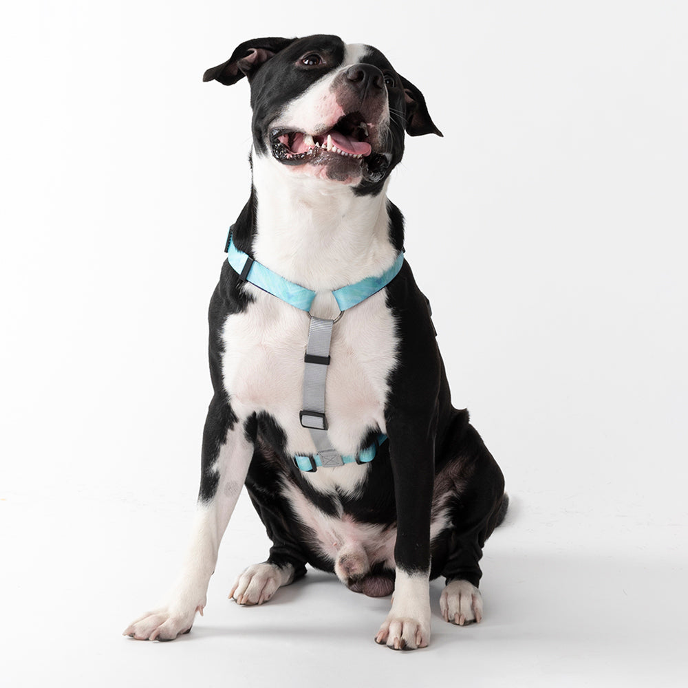 HUFT Nylon Summer Sky Dog H Harness - Heads Up For Tails