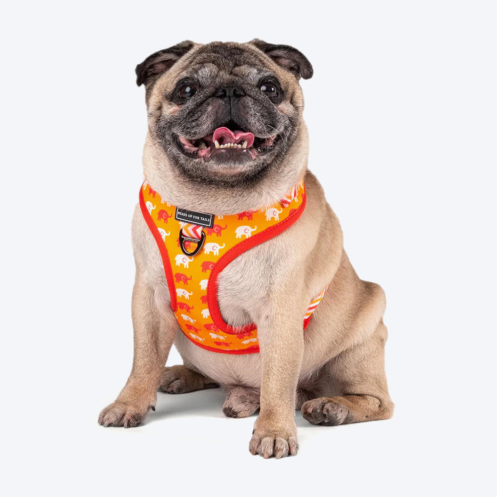 HUFT Summer Legacy Printed Dog Harness - Heads Up For Tails