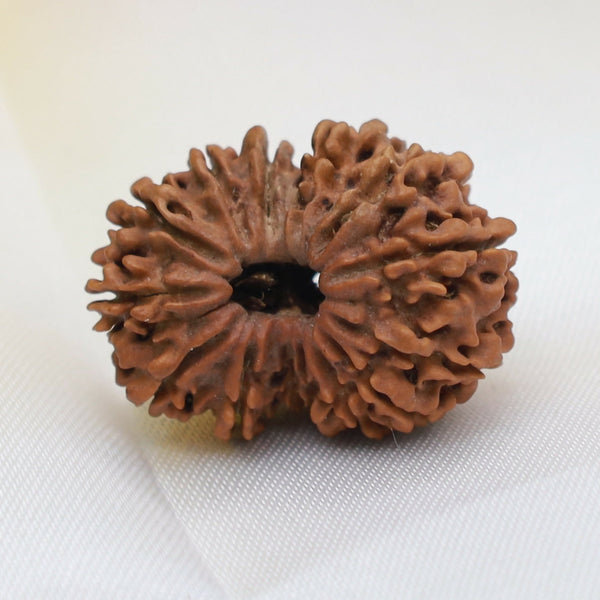 14 Mukhi Rudraksha (Fourteen-Faced Original Sacred Rudraksha Bead for Intuition, Protection, Decision-Making Power, Spiritual Awakening and Meditation Use) Eka Rudraksha