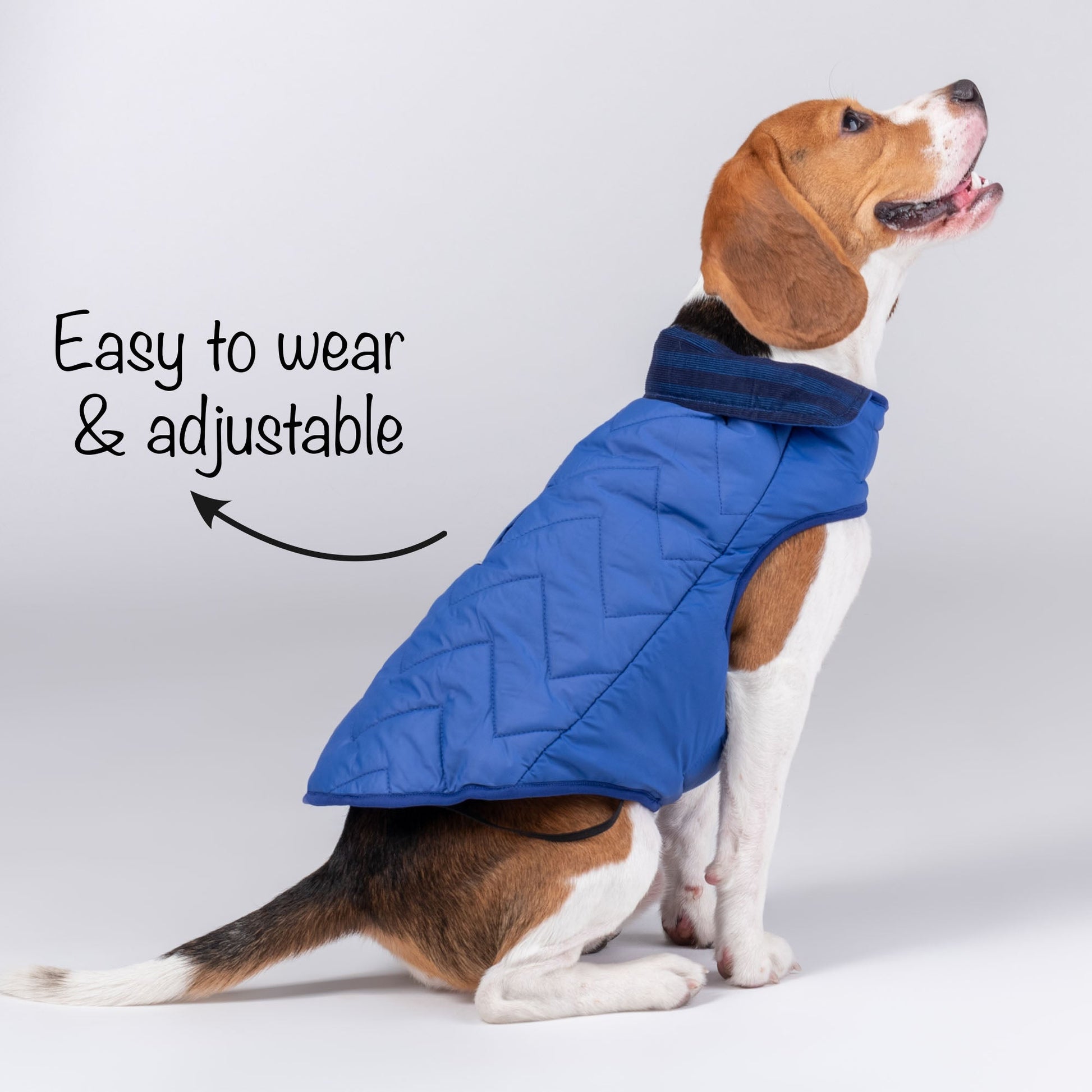 HUFT Wintersong Corduroy Dog Jacket - Blue - Heads Up For Tails