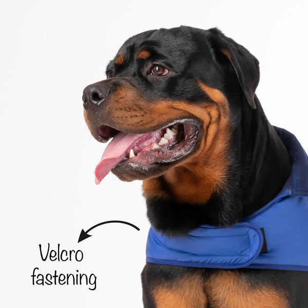 HUFT Wintersong Corduroy Dog Jacket - Blue - Heads Up For Tails