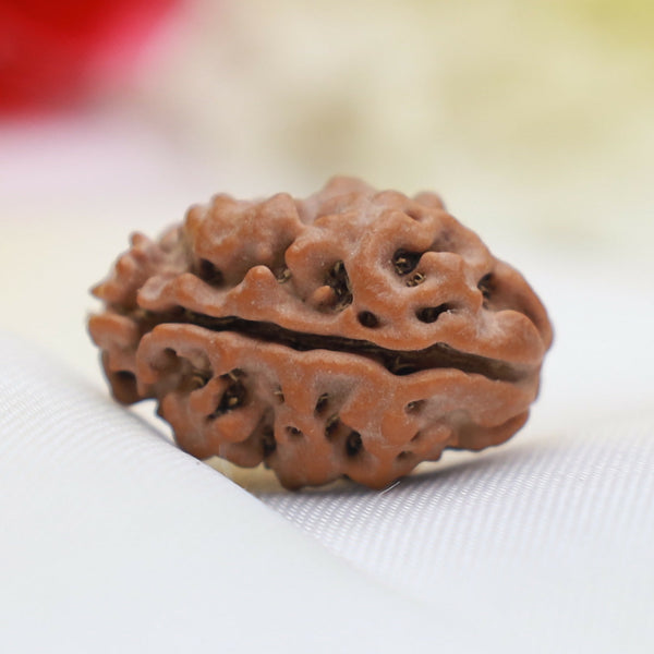 2 Mukhi Rudraksha – Sacred Bead for Harmony & Balance Eka Rudraksha