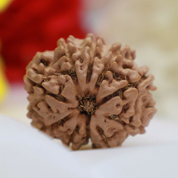 Natural 10 Mukhi Rudraksha Bead – Energized Ten Faced Sacred Pendant for Protection & Positive Energy Eka Rudraksha