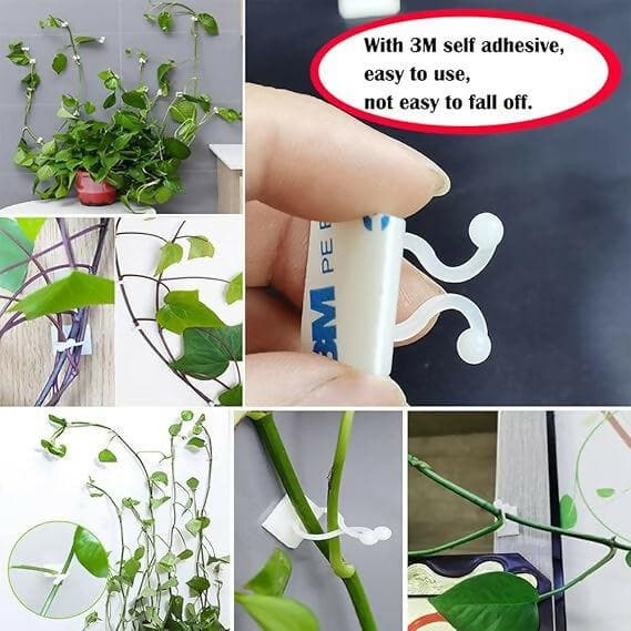 Plant Support for Climbers Leaf Plant Organiser Clip Money Plant Clips for Wall Support Creeper Plant - HalfPe