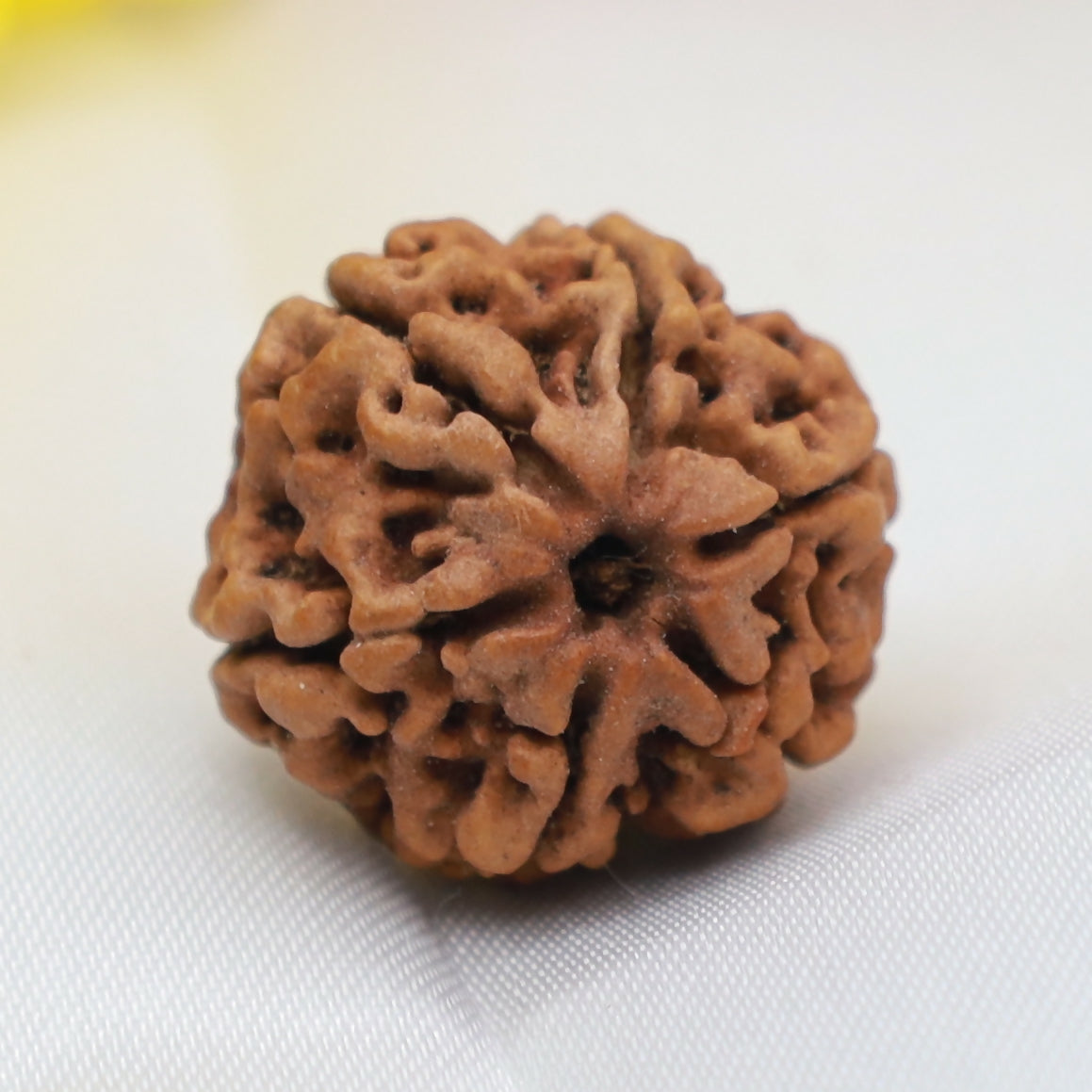 6 Mukhi Rudraksha Bead – Natural Six-Faced Sacred Rudraksha for Strength & Confidence Eka Rudraksha