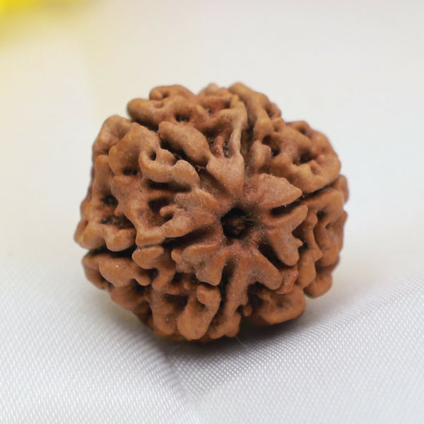 6 Mukhi Rudraksha Bead – Natural Six-Faced Sacred Rudraksha for Strength & Confidence Eka Rudraksha