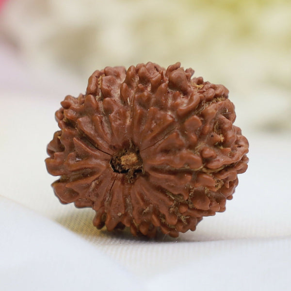 Natural 11 Mukhi Rudraksha Bead – Energized Eleven Faced Sacred Pendant for Strength & Spiritual Growth Eka Rudraksha