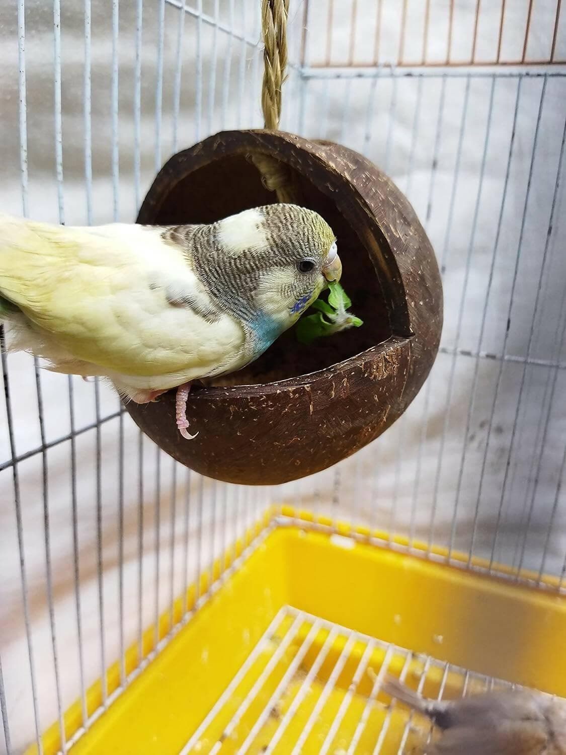 Mats Avenue Hand Crafted Open Bird Feeder Made of Coconut Shell - HalfPe