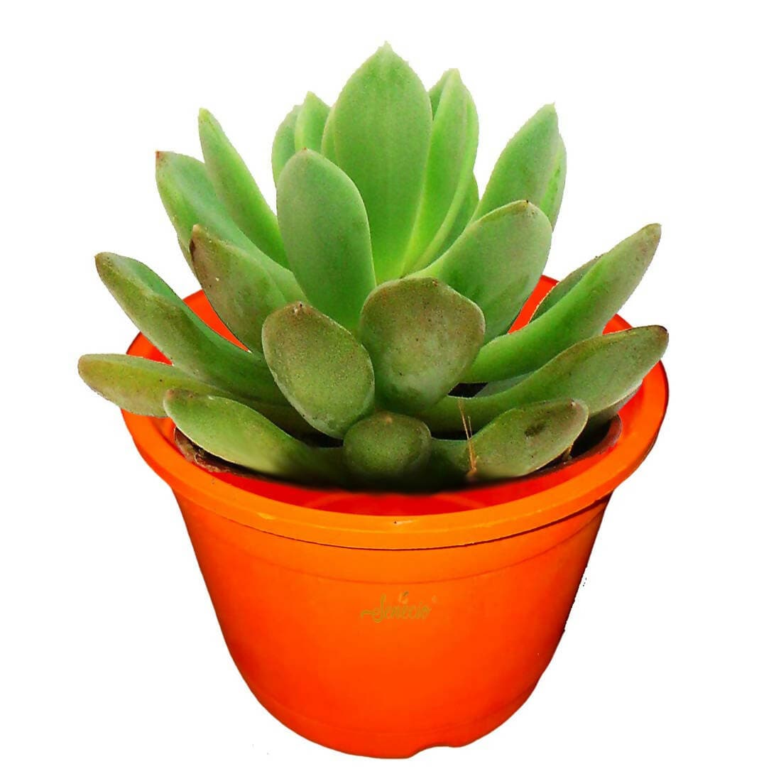 SENECIO Recyclable Flower Nursery Pots Pack of 10 - Terracotta Color - HalfPe