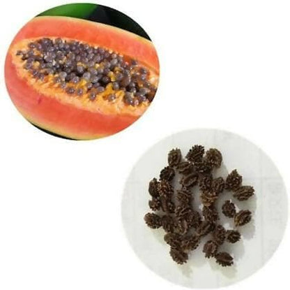 SENECIO® Papaya - Improved Red Maradol High Quality Seeds - HalfPe