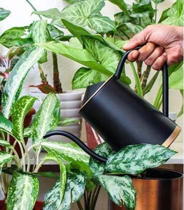 ecofynd 1.5 litre metal watering can for plants, garden water can for kids, flower watering pot for home gardening, color - black, size - 1.5 l with spout - halfpeapp