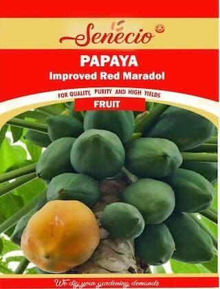 SENECIO® Papaya - Improved Red Maradol High Quality Seeds - HalfPe